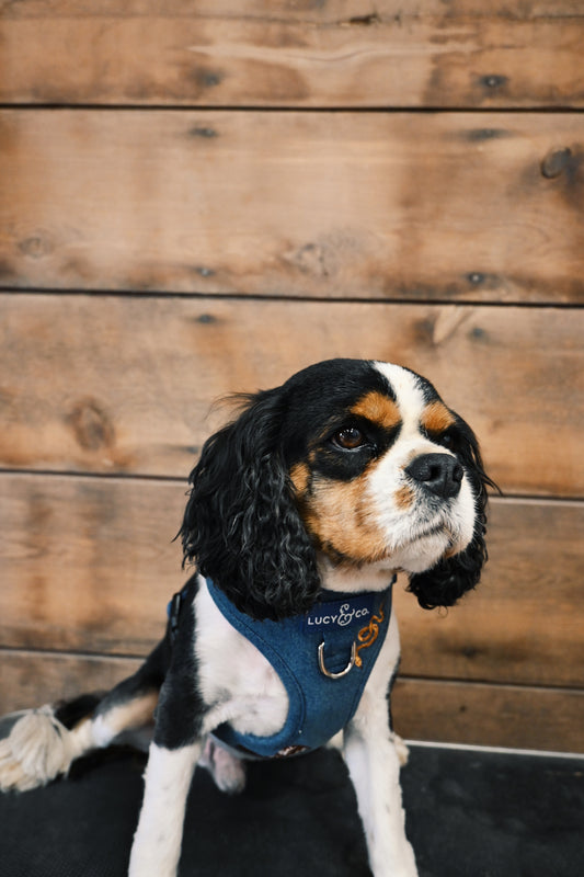 The Denim Wrangler (Brown)