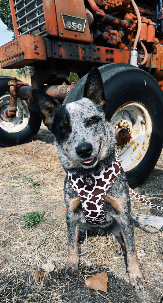 Howdy Cow Harness