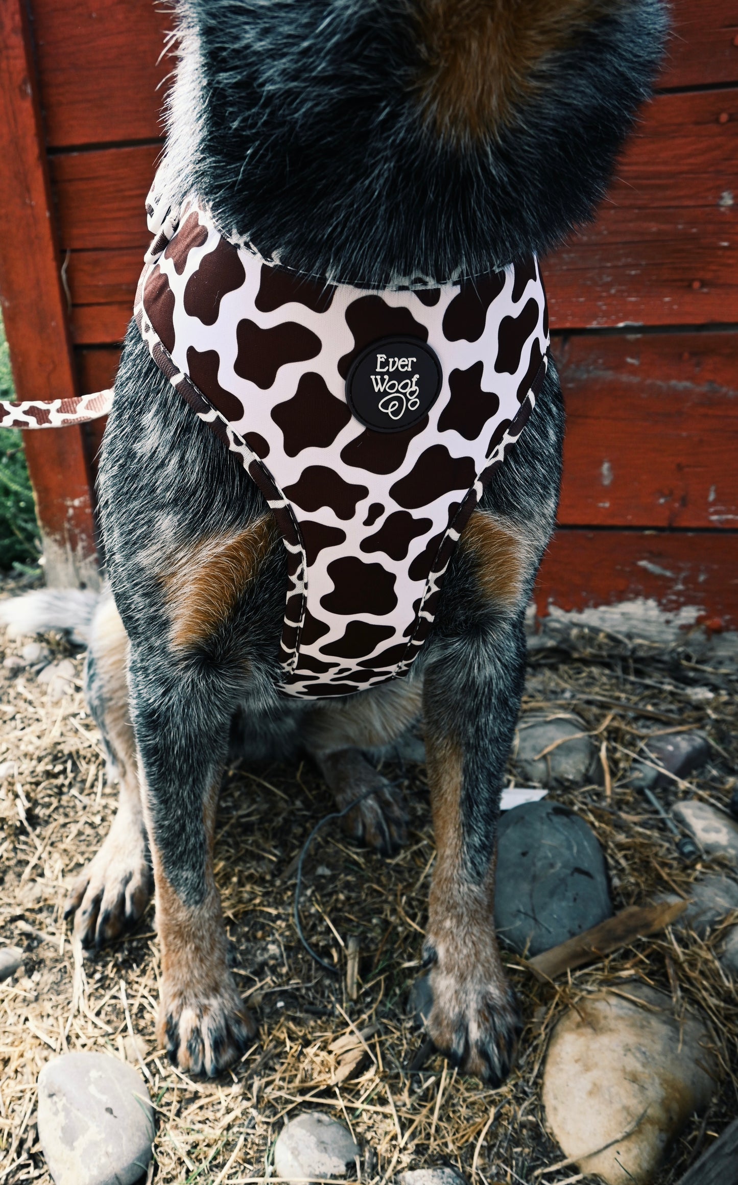 Howdy Cow Harness