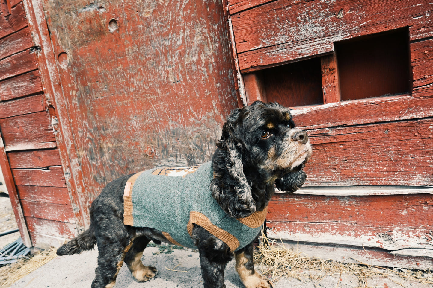 Howdy Hound Sweater