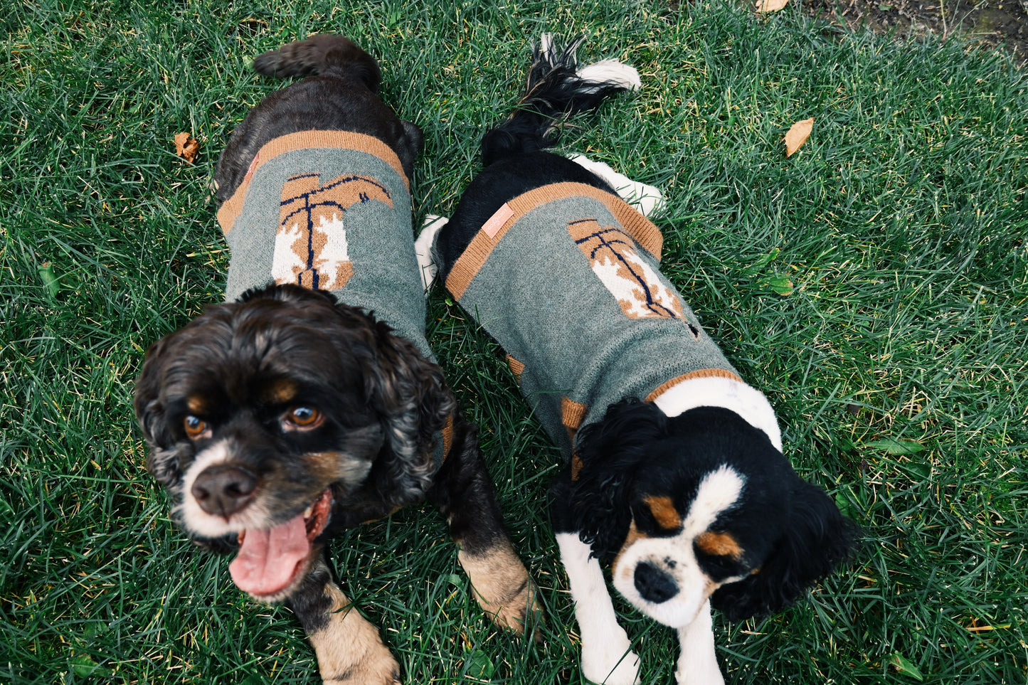 Howdy Hound Sweater