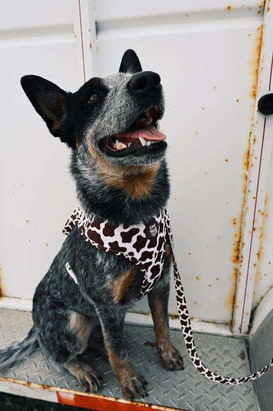 Howdy Cow Leash
